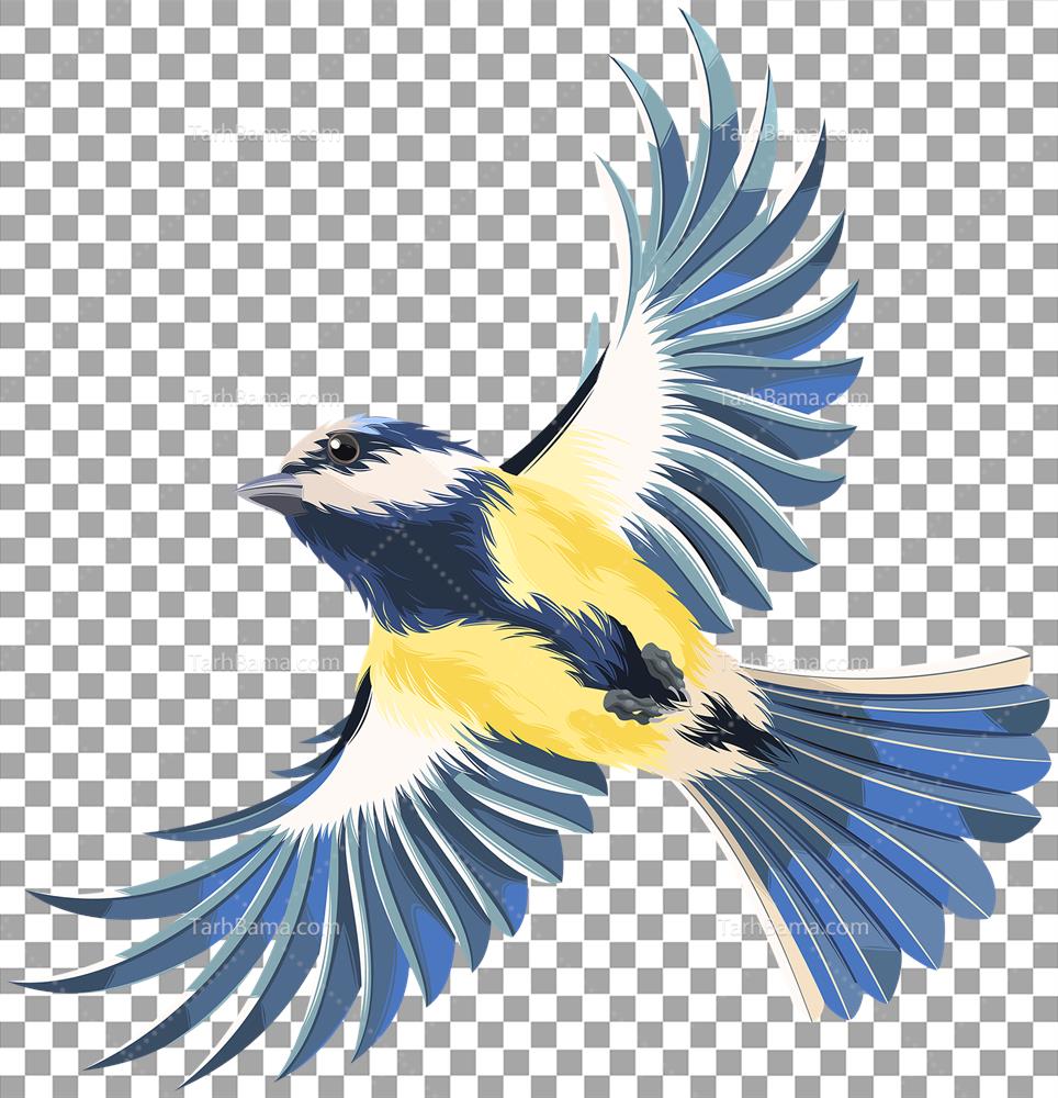 تصاویر پرندگان